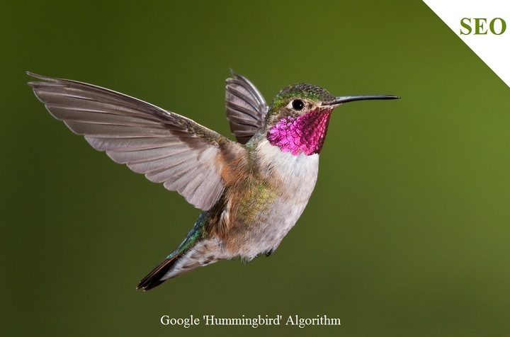 The 'Hummingbird' Algorithm and On-Page Optimization